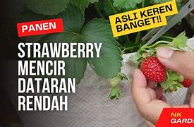 Strawberry Mencir Dataran Rendah